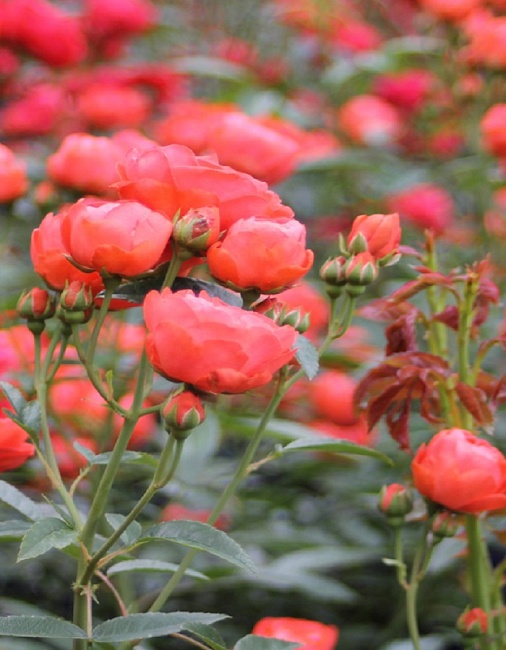 Роза почвопокровная Оранж Морсдаг